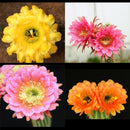 Trichocerous Hybrid Any Color Cactus Seeds