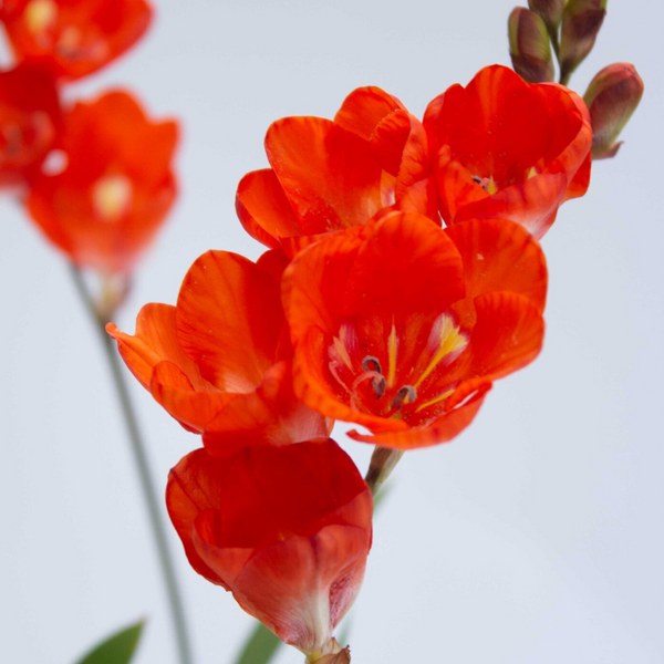 Tritonia Red Color Flower Bulb