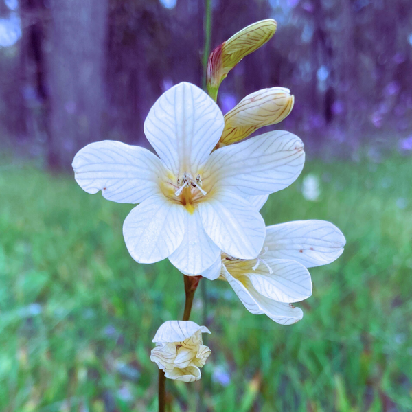 Tritonia White Color Flower Bulb