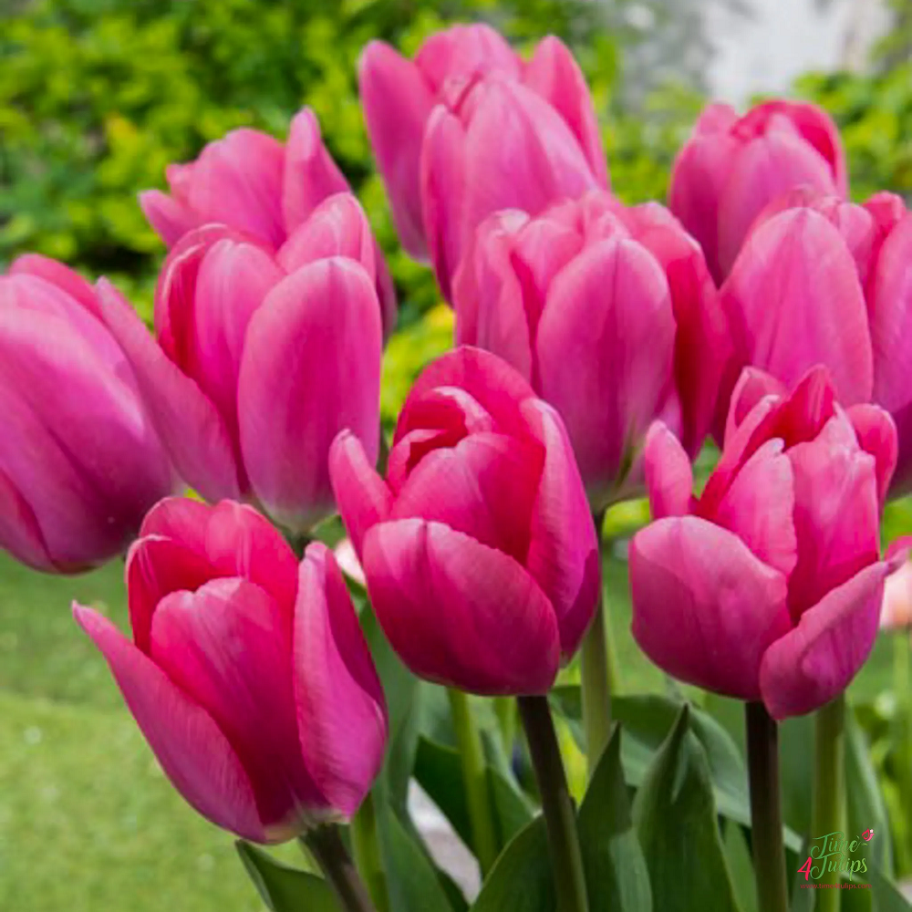 Tulip Big Love Pink Flower Bulb