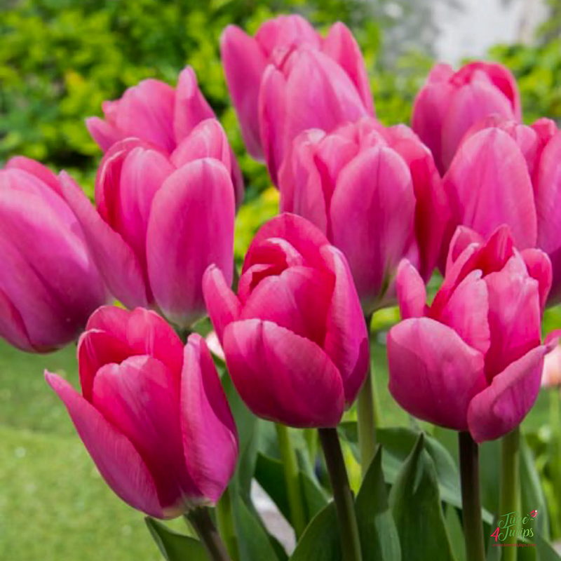 Tulip Big Love Color Flower Bulb