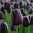 Tulip Black Jack Flower Bulb