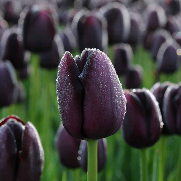 Tulip Black Jack Color Flower Bulb