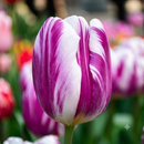 Tulip Flaming Flag Purple with White Flower Bulb