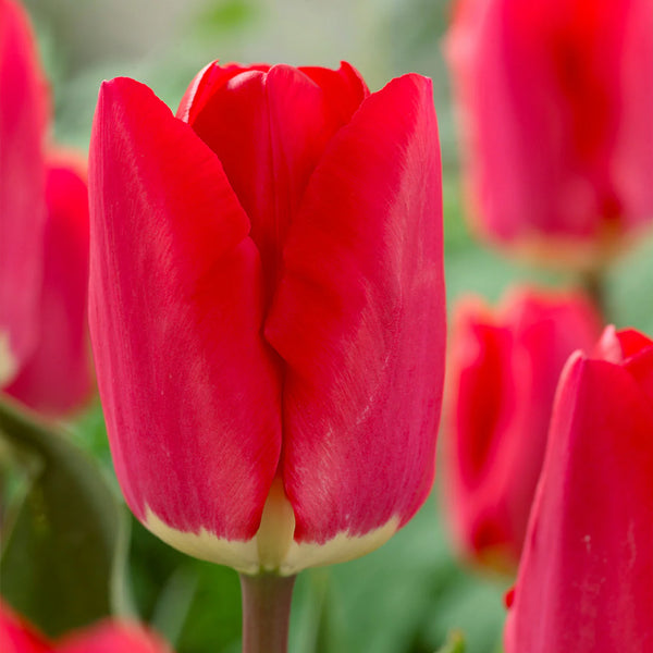 Tulip Fostery King Flower Bulb