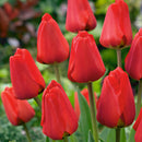 Tulip Parade Red Flower Bulb