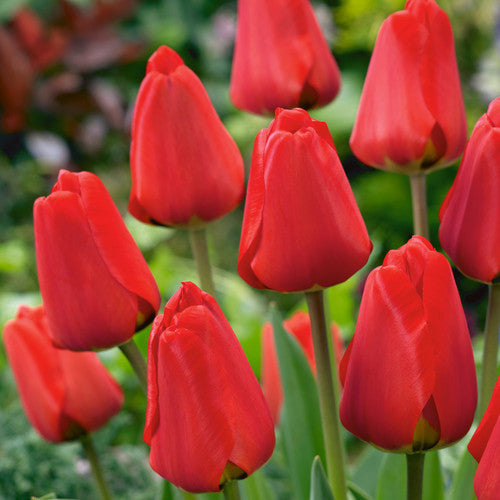 Rust Red Tulip Tulip Parade Red Flower Bulb