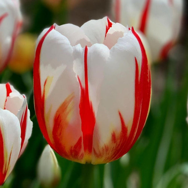 Tulip Happy Generation Color Flower Bulb