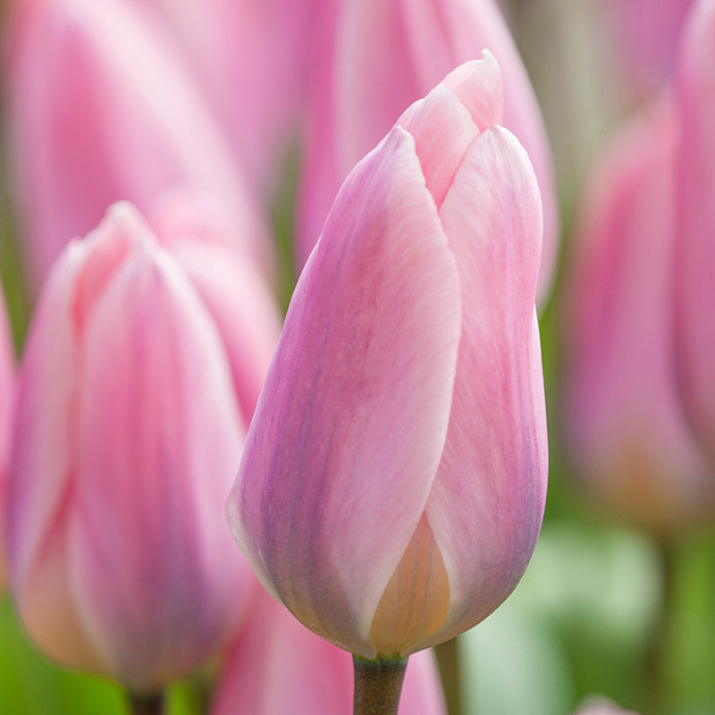 Tulip Light Pink Flower Bulb