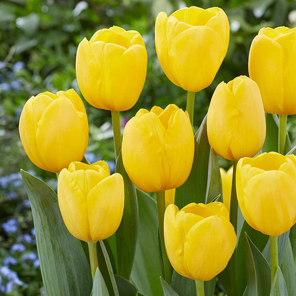 Tulip Novi Sun Color Flower Bulb
