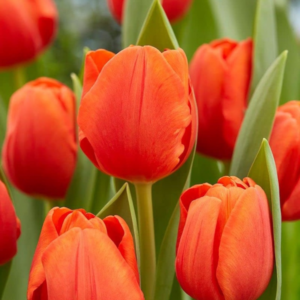 Tulip Orange Juice Flower Bulb