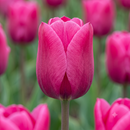 Tulip Pink Ardour Flower Bulb