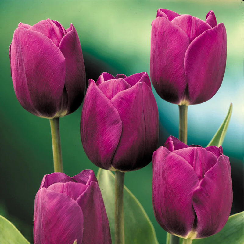 Tulip Purple Prince Color Flower Bulb