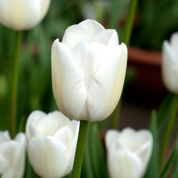 Tulip White Marvel Color Flower Bulb