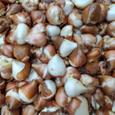 Tulip Pink Impression Flower Bulb