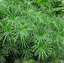 Umbrella Palm Cyperus Alternifolius Plant Seeds