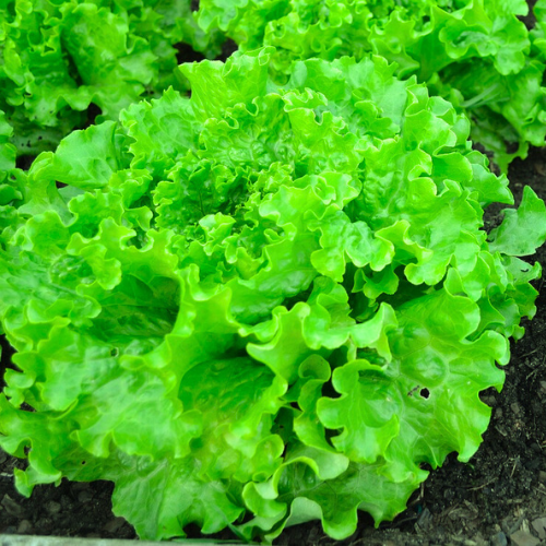 Lettuce Green Salad Seeds | Vegetable Seeds