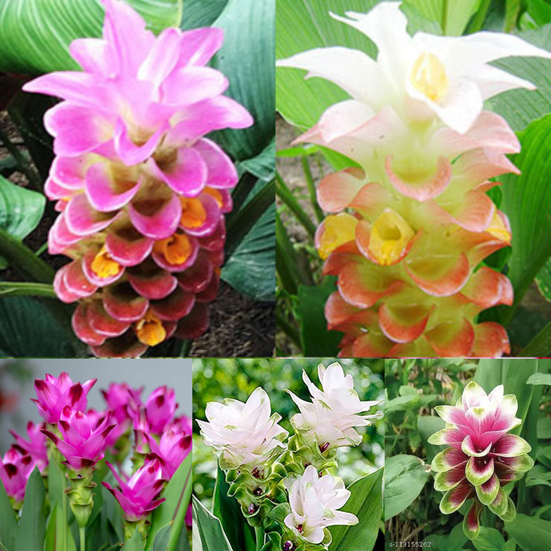 Curcuma Flower Bulbs (Random Color Pack of 1 Bulb)