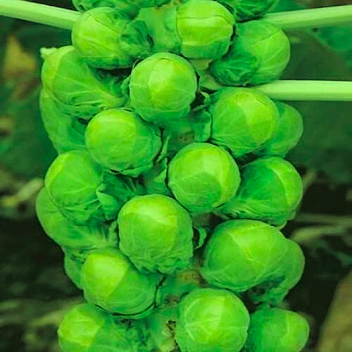 Imported Brussel Sprouts Exotic Vegetable Seeds
