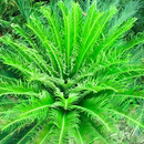 Cycas Revoluta Sago Palm Bulb