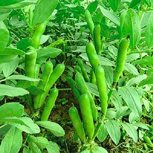 Fava Beans Bakla | Vegetable Seeds