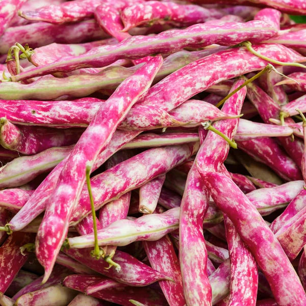 Velvet Bean | Vegetable Seeds