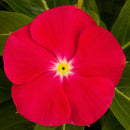 Vinca Bright Red Color Flower Seeds