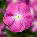 Vinca Deep Orchid Color Flower Seeds