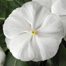 Vinca Pure White Color Flower Seeds