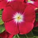 Vinca Red Halo Color Flower Seeds