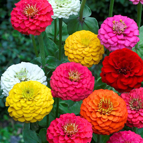 Zinnia Double Scarlet Mixed Color Flower Seeds
