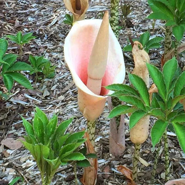 Amorphophallus Bulbifer, Voodoo Lily, Devils Tongue, Corpse Flower Bulb