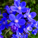 Anchusa | Flower Seeds