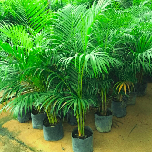 Areca palm Seeds | Plant Seeds