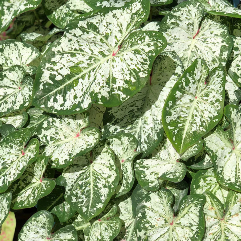 Caladium Snow White Color Leaf Imported Bulb