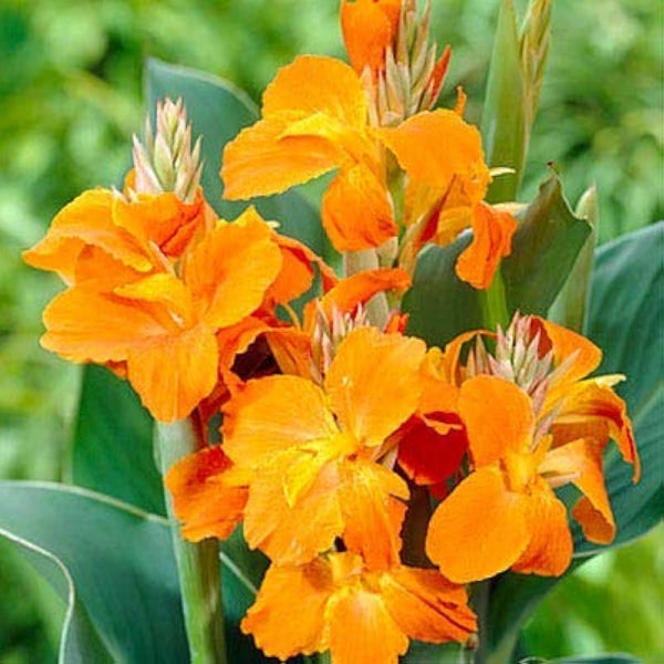 Canna Lily Orange Color Flower Bulb
