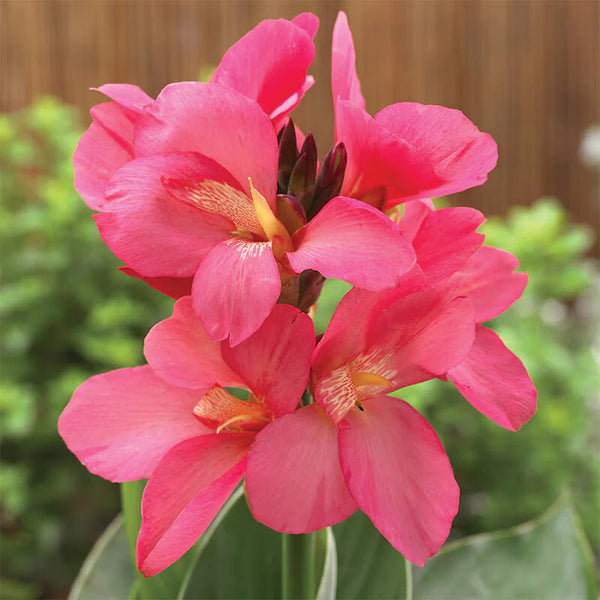 Canna Lily Pink Color Flower Bulb