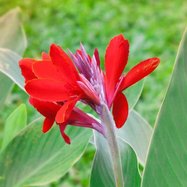 Canna Lily Red Color Flower Bulb