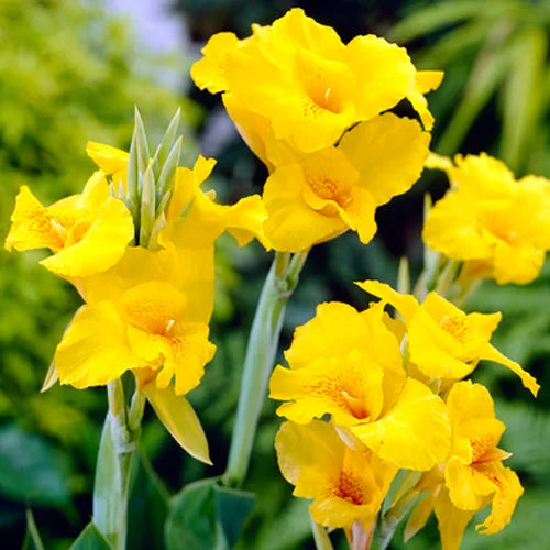 Canna Lily Yellow Color Flower Bulb