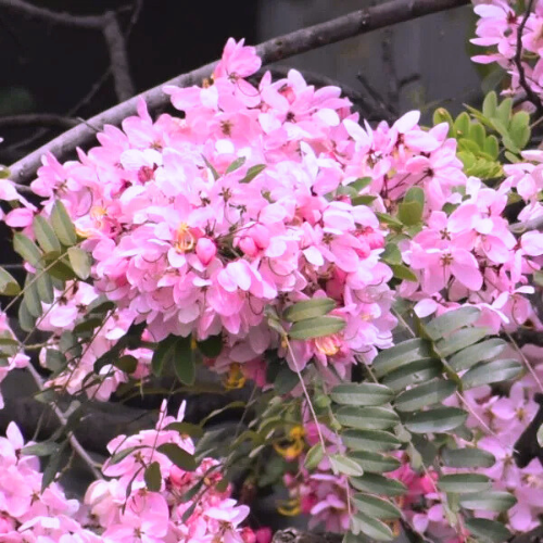 Cassia Javanica Pink Shower Flower Seeds | Flower Tree Seeds