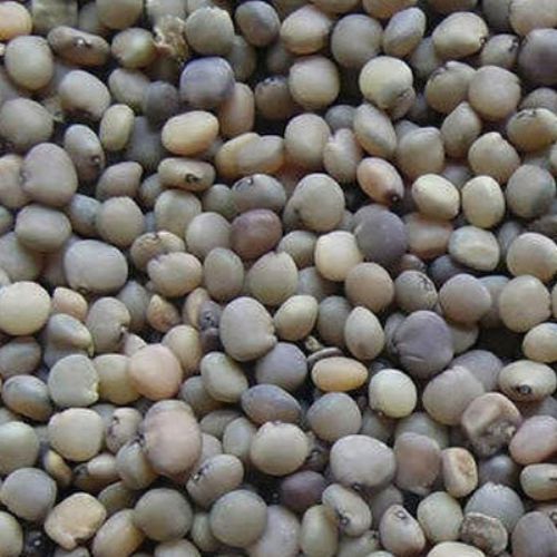 Guar Phali F1 Seeds | Vegetable Seeds