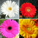 Gerbera Seeds Any Color | Flower  Seeds