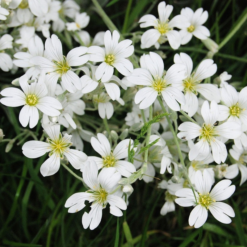 Gypsophila White Color Flower Seeds
