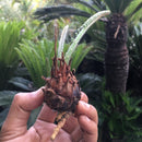 Cycas Revoluta Sago Palm Bulb