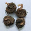 Begonia Tuberous Any Color Flower Bulb