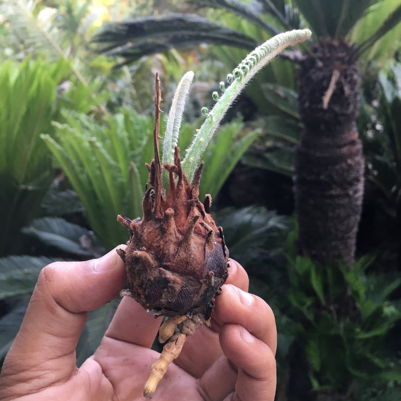 planting sago palm bulbs Cycas Revoluta Sago Palm Bulb