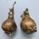 Eucharis Lily Amazon Lily Flower Bulb