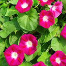 Ipomea Scarlett O'Hara Morning Glory Seeds | Flower Seeds