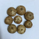 Ixia Pink Colour Flower Bulbs