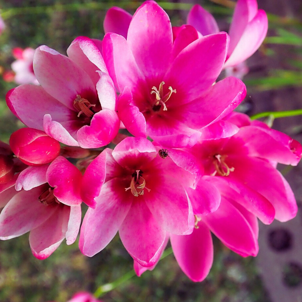 Ixia Flower Bulbs Pink Colour
